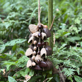 Six-Nut Blend Seeds Wind Chime - Mixed Panji Juju Phoenix Palm Cardamom Sago 12 strands for meditation