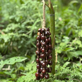 Cardamom Seeds (Pala) Wind Chime - Aromatic 12 strands natural seed handcrafted for meditation and wellness