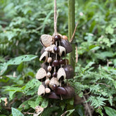 Six-Nut Blend Seeds Wind Chime - Mixed Panji Juju Phoenix Palm Cardamom Sago 12 strands for meditation
