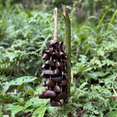 Juju Bean Seeds (Adenanthera Pavonina) Wind Chime - Horn Tree 12 strands natural red seeds handcrafted for meditation