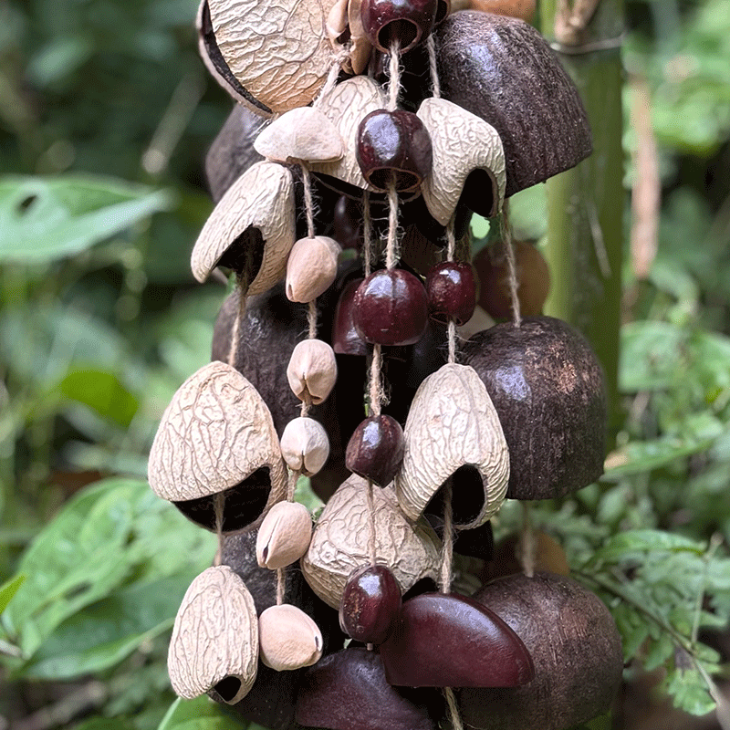 Six-Nut Blend Seeds (Panji + Juju Bean + Phoenix Egg + Sugar Palm + Cardamom + Sago Palm) - colorful natural seeds texture