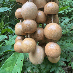 Phoenix Egg Seeds (Cycas Revoluta) - authentic reddish-brown iron tree seeds close-up texture
